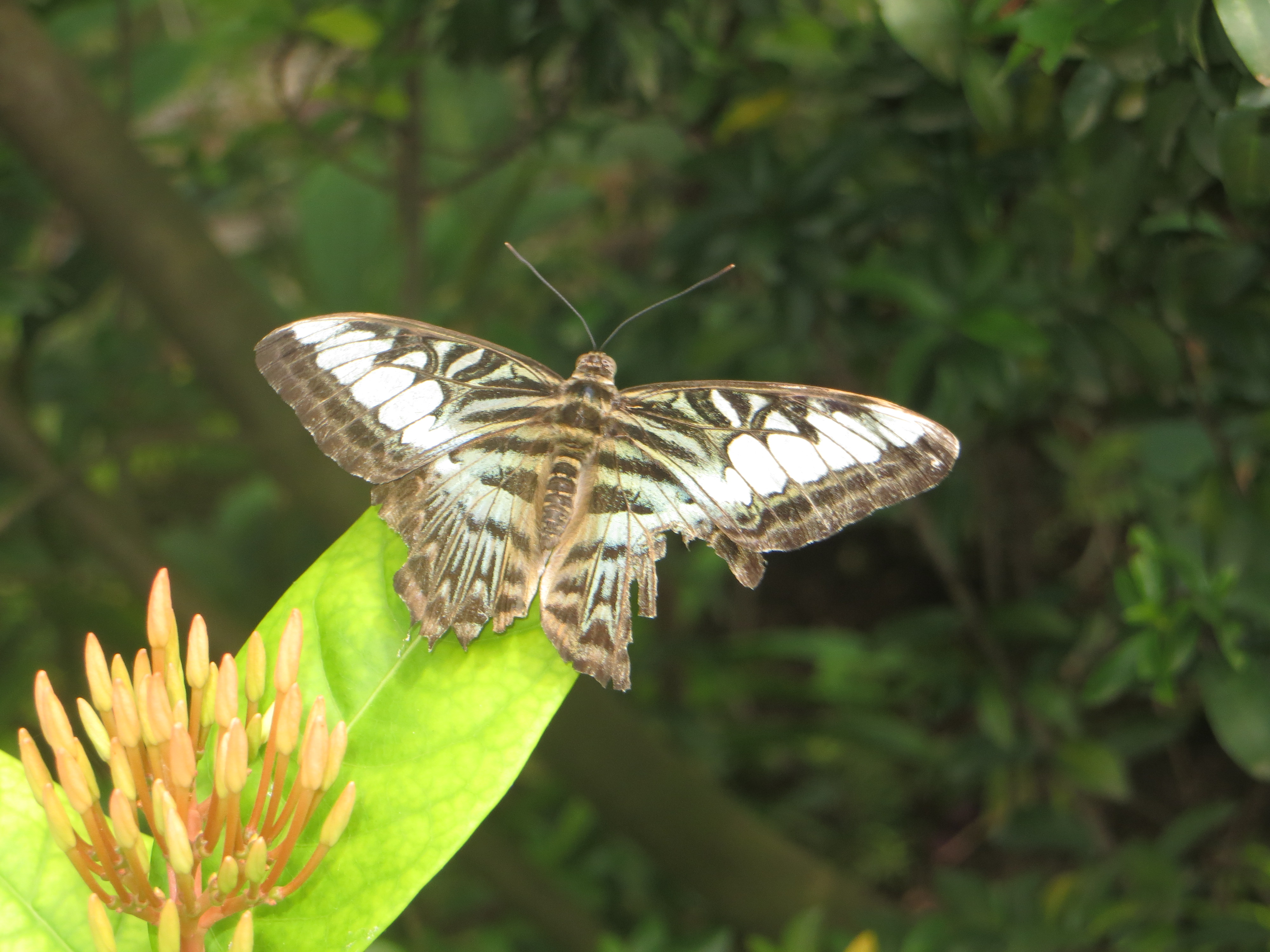 Mariposas – Caribe