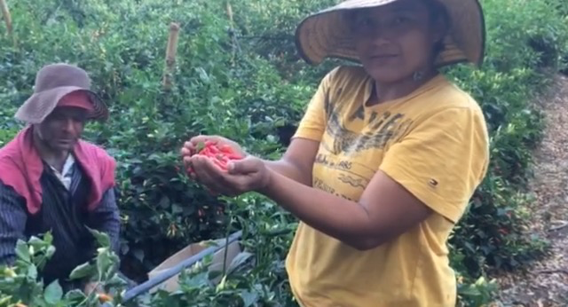 Recolección de  aji en Roldanillo, Valle del Cauca.