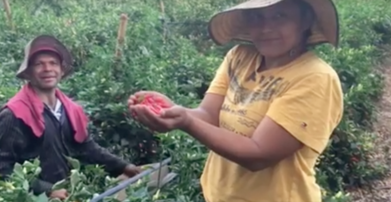 Recolectores de ají en un cultivo cerca de Roldanillo, Valle.