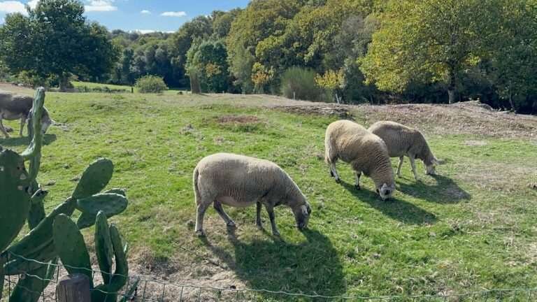 5. Crónica de Sarria a Portomarín